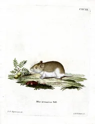 Rat-taupe sablonneux