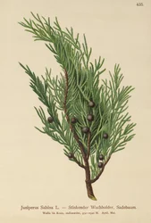 Genévrier sabine (Juniperus Sabina)