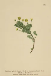 Saxifrage (Saxifraga aphylla, Saxifraga stenopetala)