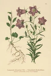 Campanule de Scheuchzer (Campanula Scheuzeri)