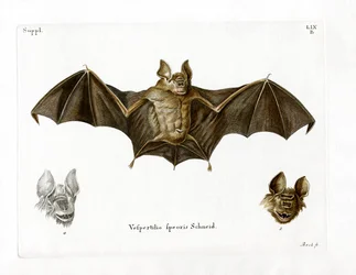Chauve-souris à nez en feuille de Schneider