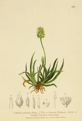 Asphodèle écossais