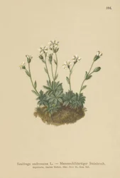 Saxifrage des éboulis (Saxifraga androsacea)