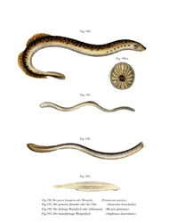 Lamproie marine