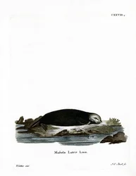 Loutre de mer