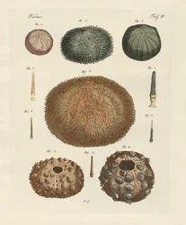 Oursin de mer