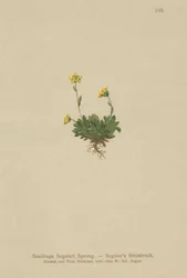 Saxifrage de Seguier (Saxifraga Seguieri)