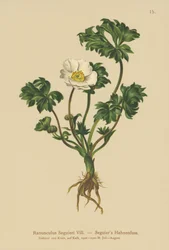 Renoncule de Seguier