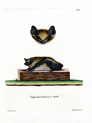 Sérotine commune