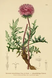 Serratule