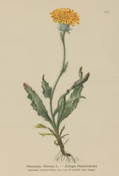 Épervière velue (Hieracium villosum)