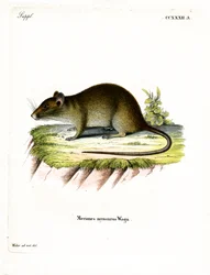 Rat-bandicoot à queue courte