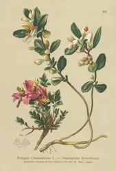 Polygale faux-buis (Polygala Chamaebuxus)