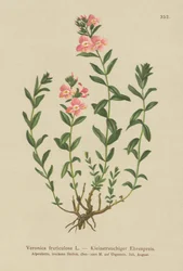 Véronique arbustive (Veronica fruticulosa, Veronica frutescens)