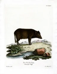 Sanglier Siamois