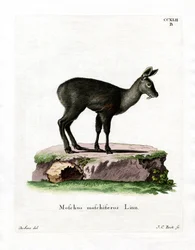 Cerf porte-musc de Sibérie