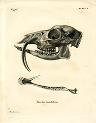 Cerf porte-musc de Sibérie