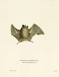 Chauve-souris soyeuse à queue courte