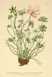 Géranium argenté (Geranium argenteum)