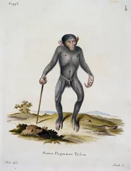 Simia pygmaeus, de Mammals illustrated from Nature with descriptions, par Johann Christian Daniel von Schreber (1739-1810), gravure par IC Bock, Allemagne