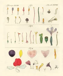 Parties de fleurs individuelles