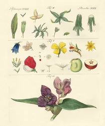Parties de fleurs individuelles