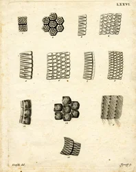 Écailles de peau