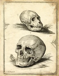 Crânes