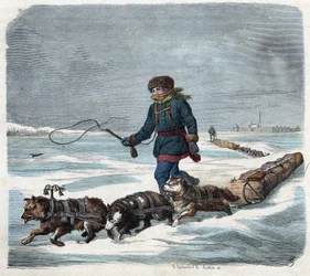 Chien de traîneau dans la neige d