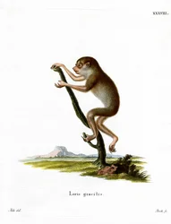 Loris mince