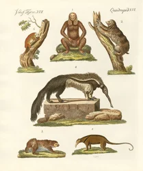Paresseux et fourmiliers