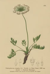 Petite livèche alpine (Pachypleurum mutellinoides, Pachypleurum simplex, Neogaya simplex, Gaya simplex, Ligusticum simplex)