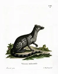Civette indienne