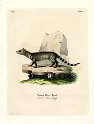 Petite civette indienne