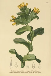 Cérinthe alpine (Cerinthe alpina, Cerinthe glabra subsp. glabra)