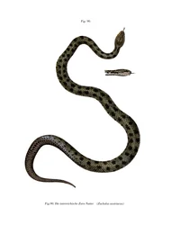 Serpent Lisse