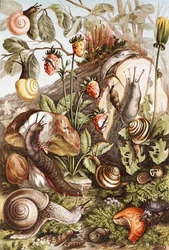 Escargots, planche de "Brehms Tierleben: Allgemeine Kunde des Tierreichs", vol.10, p.336, publié par Bibliographisches Institut
