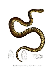 Serpent