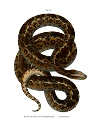 Serpent