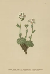 Drave nivea (Draba nivea)