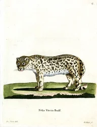 Léopard des neiges