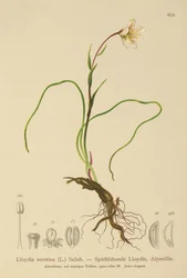 Lis de Snowdon (Lloydia serotina, Gagea serotina, Lloydia alpina, Lloydia striata)