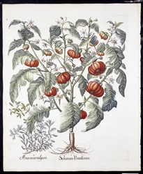 Solanum Pomiferum de Hortus Eystettensis par Basil Besler (1561-1629) publié en 1613
