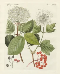 Quelques types de viorne (gravure en couleur)
