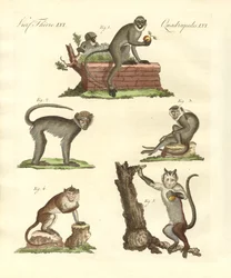 Quelques sortes de singes