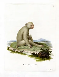 Mangabey fuligineux