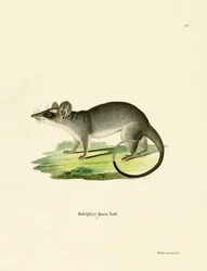 Opossum à quatre yeux du sud-est