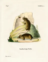 Souris des bouleaux du Sud