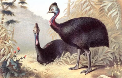 Casoar austral, planche de "Brehms Tierleben: Allgemeine Kunde des Tierreichs", vol.6, p.684, publié par Bibliographisches Institut