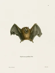 Petite Chauve-Souris Jaune Méridionale